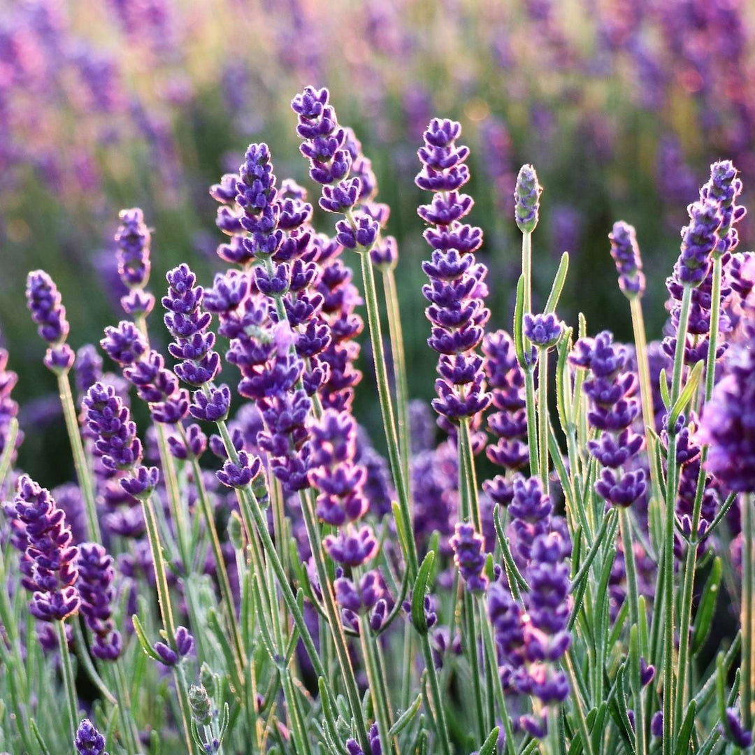 le petit olivier extra mild soap lavender ingredient