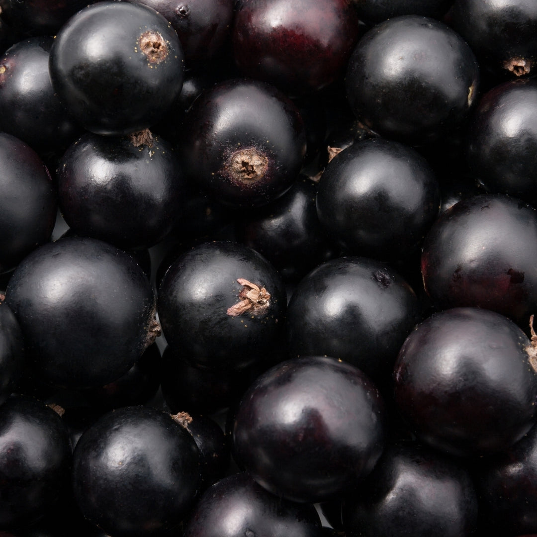 Jasmine Blackcurrant Shower Cream