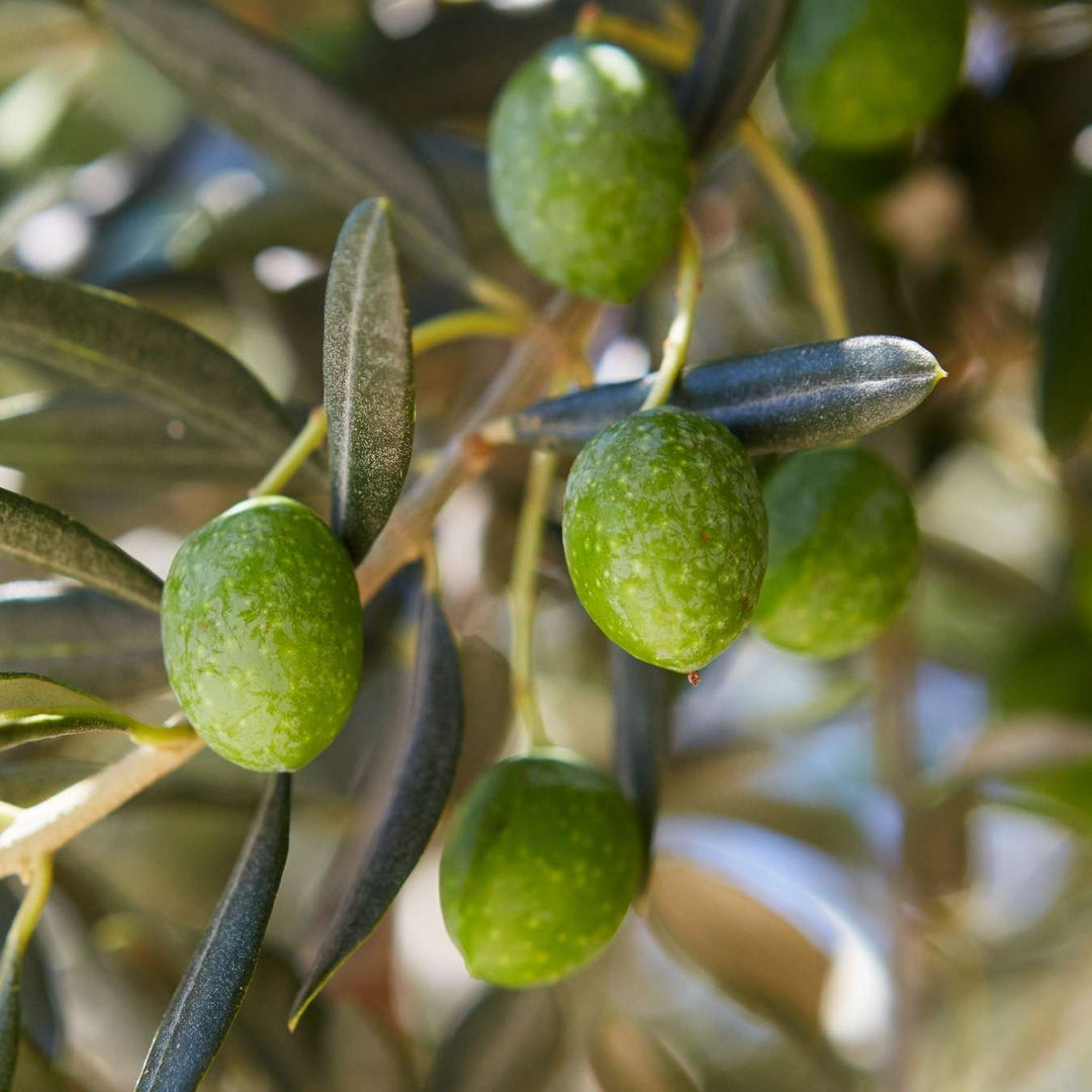 le petit olivier gommage corps solide olive ingredient