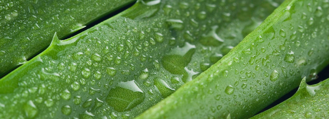 Aloe Vera & Green Tea range