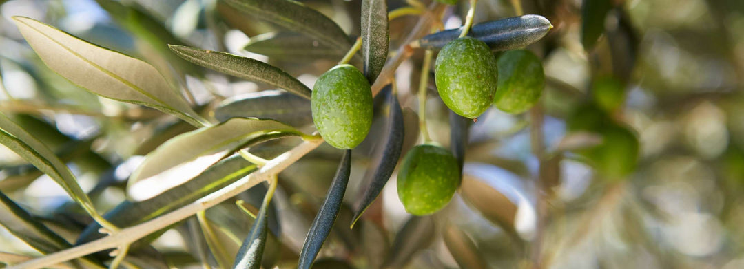 Olive range