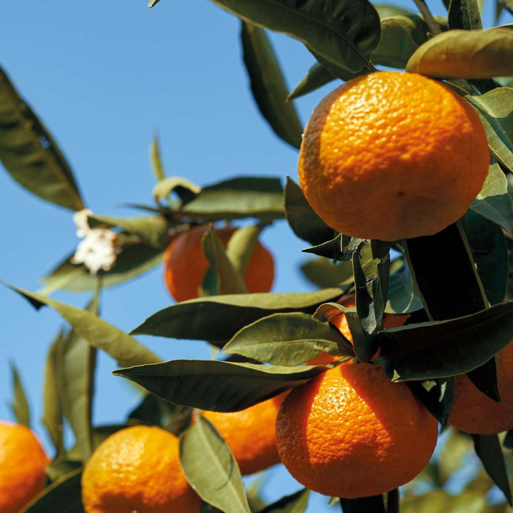 le petit olivier creme douche extra douce hydratante fleur oranger ingredient