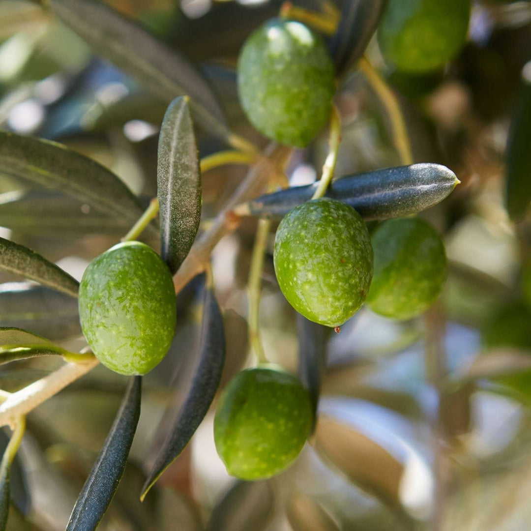 le petit olivier moisturizing day care olive ingredient